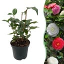 Sträucher - Kamelie 'Tricolour' - Blüte Rosa, Weiß und Rot - 1 Pflanze - Immergrün - Topf 15cm Höhe 30cm