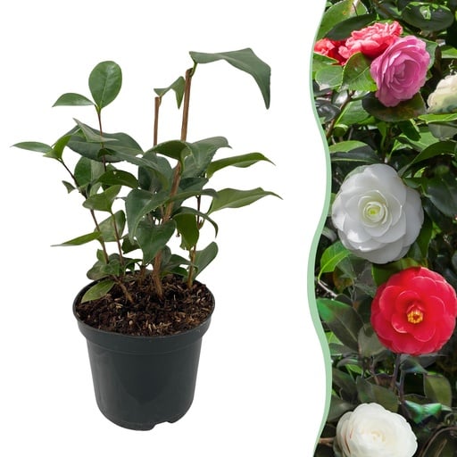 "Sträucher - Kamelie 'Tricolour' - Blüte Rosa, Weiß und Rot - 1 Pflanze - Immergrün - Topf 15cm Höhe 30cm image"