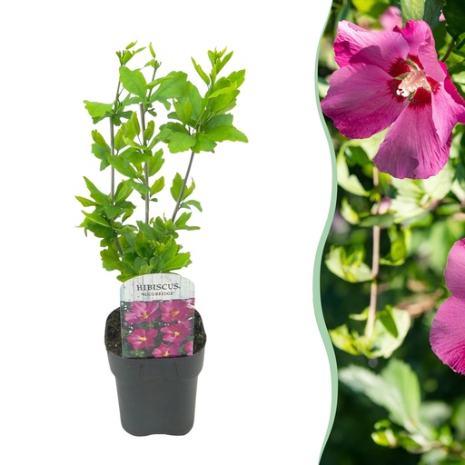 "Sträucher - Hibiscus syriacus Woodbridge - Blüte Rosa - 1 Pflanze - Laubabwerfend - Pflegeleicht - Topf 17cm Höhe 45cm image"