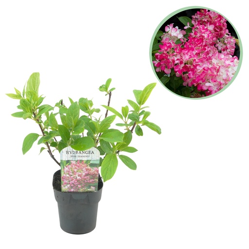 "Rispen Hortensie - Hydrangea panniculata Pink Diamond - Blüte Weiß Rosa - 1 Pflanze - Laubabwerfend - Große Blüten - Topf 17cm Höhe 50cm image"