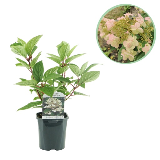 "Rispenhortensie - Hydrangea panniculata Wims Red - Blüte Weiß Rot - 1 Pflanze - Laubabwerfend - Große Blüten - Topf 17cm Höhe 50cm image"