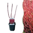 Sträucher - Cornus sibirica - Rote Zweige - 1 Pflanze - Laubabwerfend - Wenig Pflege - Topf 17cm Höhe 45cm