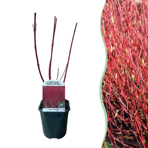 "Sträucher - Cornus sibirica - Rote Zweige - 1 Pflanze - Laubabwerfend - Wenig Pflege - Topf 17cm Höhe 45cm image"