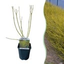 Sträucher - Cornus alba Flaviramea - Grüne Zweige - 1 Pflanze - Laubabwerfend - Wenig Pflege - Topf 17cm Höhe 45cm