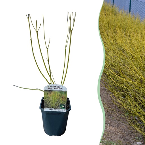 "Sträucher - Cornus alba Flaviramea - Grüne Zweige - 1 Pflanze - Laubabwerfend - Wenig Pflege - Topf 17cm Höhe 45cm image"