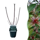 Sträucher - Cornus alba Kesselringii - Violette Zweige - 1 Pflanze - Laubabwerfend - Wenig Pflege - Topf 17cm Höhe 45cm
