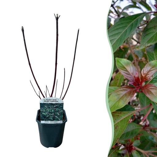 "Sträucher - Cornus alba Kesselringii - Violette Zweige - 1 Pflanze - Laubabwerfend - Wenig Pflege - Topf 17cm Höhe 45cm image"