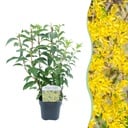 Sträucher - Forsythia intermedia Goldrauch - Blüte Gelb - 1 Pflanze - Laubabwerfend - Wenig Pflege - Topf 17cm Höhe 45cm