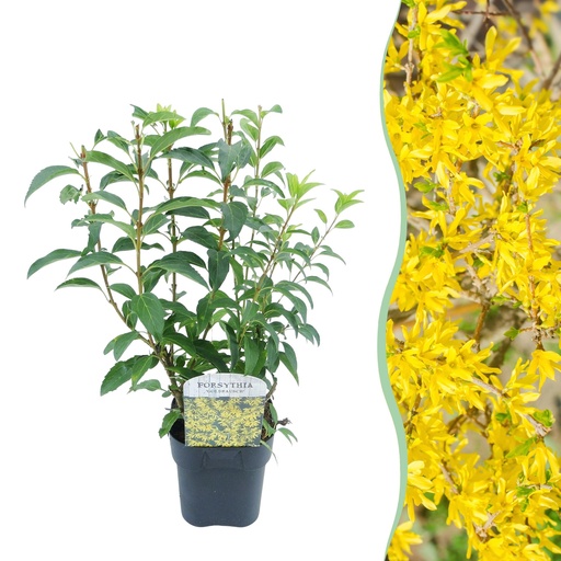 "Sträucher - Forsythia intermedia Goldrauch - Blüte Gelb - 1 Pflanze - Laubabwerfend - Wenig Pflege - Topf 17cm Höhe 45cm image"
