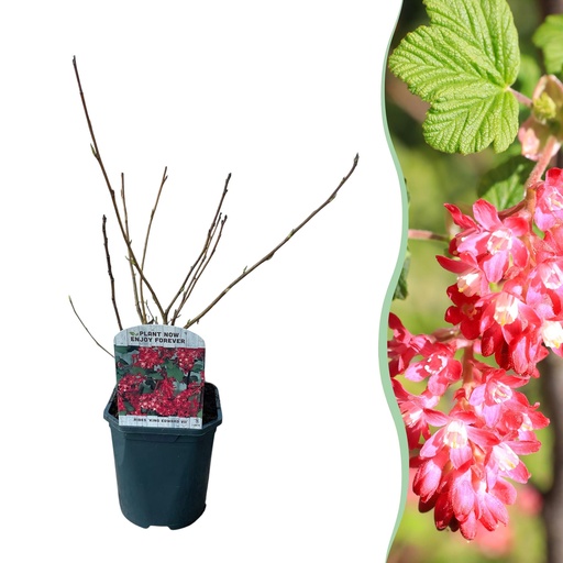"Sträucher - Ribes sanguineum Kind Edward - Blüte Rot - 1 Pflanze - Laubabwerfend - Wenig Pflegeaufwand - Topf 17cm Höhe 45cm image"