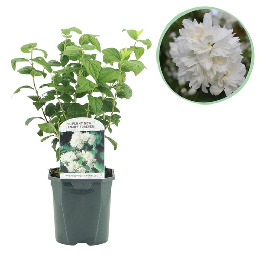 "Bauernjasmin - Philadelphus Snowbelle - Blüte Weiß - 1 Pflanze - Laubabwerfend - Wenig Pflege - Topf 17cm Höhe 45cm image"