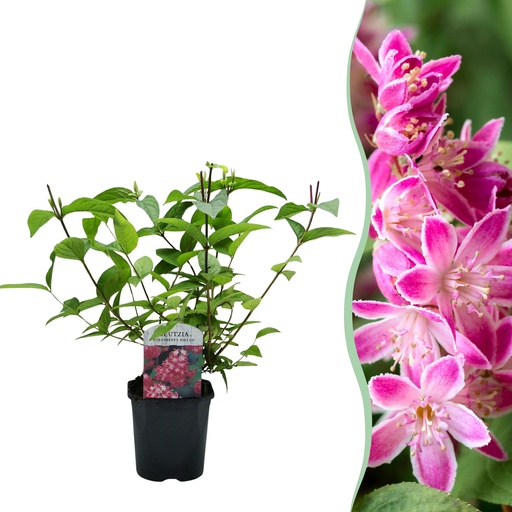 "Sträucher - Deutzia hybrida Strawbery Fields - Blüte Rosa - 1 Pflanze - Laubabwerfend - Wenig Pflege - Topf 17cm Höhe 45cm image"