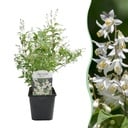 Sträucher - Deutzia Gracilis - Blüte Weiß - 1 Pflanze - Laubabwerfend - Wenig Pflege - Topf 17cm Höhe 45cm