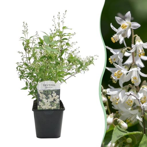 "Sträucher - Deutzia Gracilis - Blüte Weiß - 1 Pflanze - Laubabwerfend - Wenig Pflege - Topf 17cm Höhe 45cm image"