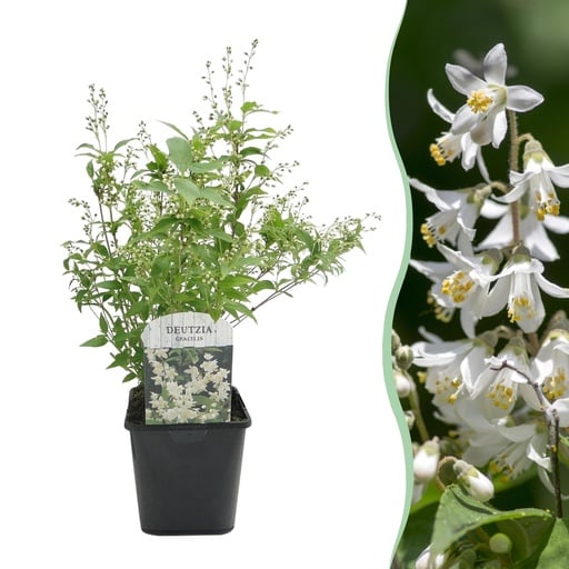 "Zierliche Deutzie (Deutzia gracilis) – winterharter Blütenstrauch, Topf-Ø 17 cm, Höhe ca. 45 cm image"