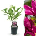 Sträucher - Magnolia Susan - Blüten Dunkelrosa - 1 Pflanze - laubabwerfend - wenig Pflege - Topf 17cm Höhe 45cm