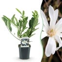 Sträucher - Magnolia Stellata - Blüte Weiß - 1 Pflanze - Laubabwerfend - Wenig Pflege - Topf 17cm Höhe 45cm