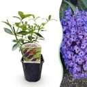 Gartenpflanze - Buddleja davidii Empire Blue - Schmetterlingsstrauch - Winterhart - Blau - 1 Pflanze - Topf 17cm - Höhe 45cm