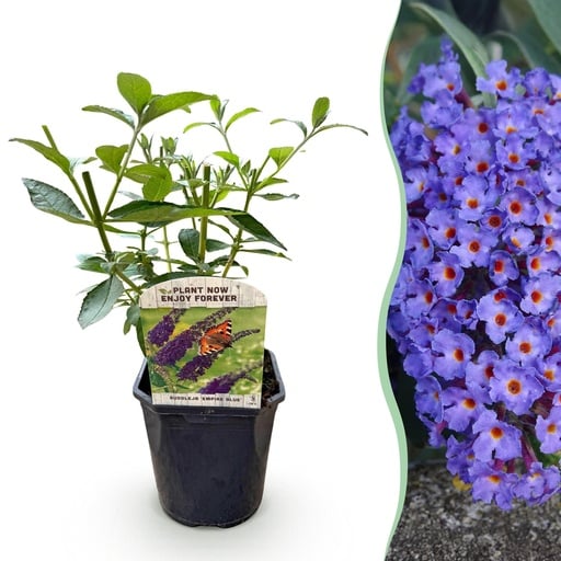 "Schmetterlingsstrauch (Buddleja davidii) – winterharter Schmetterlingsstrauch, Höhe ca. 17 cm image"