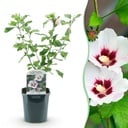 Sträucher - Hibiscus syriacus Hamabo - Blüte Hellrosa - 1 Pflanze - Laubabwerfend - Wenig Pflege - Topf 17cm Höhe 45cm