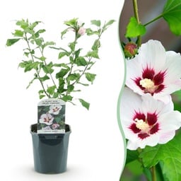 Garden hibiscus (Hibiscus syriacus) – winter-hardy flowering shrub, height approx. 17 cm