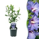 Sträucher - Hibiscus syriacus Oiseau Blue - Blaue Blüten - 1 Pflanze - Laubabwerfend - Pflegeleicht - Topf 17cm Höhe 45cm