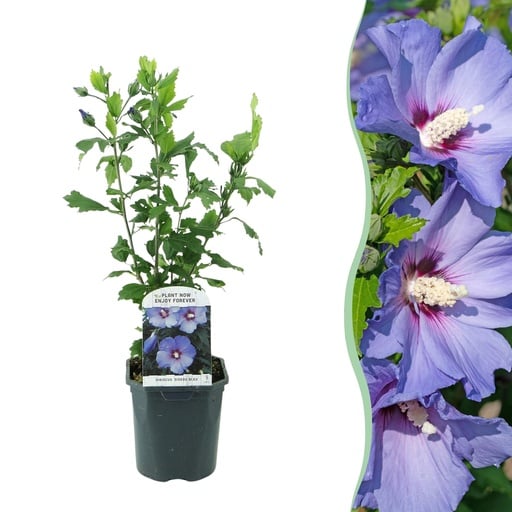 "Sträucher - Hibiscus syriacus Oiseau Blue - Blaue Blüten - 1 Pflanze - Laubabwerfend - Pflegeleicht - Topf 17cm Höhe 45cm image"