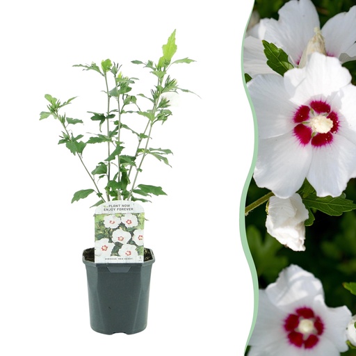 "Sträucher - Hibiscus syriacus Red Heart - Blüte Weiß mit rotem Herzen - 1 Pflanze - Laubabwerfend - Wenig Pflege - Topf 17cm Höhe 45cm image"