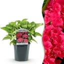 Hortensie - Hydrangea macrophylla Rot - Rote Blüten - 1 Pflanze - Laubabwerfend - Pflegeleicht - Topf 17cm Höhe 30cm