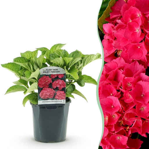 "Hortensie - Hydrangea macrophylla Rot - Rote Blüten - 1 Pflanze - Laubabwerfend - Pflegeleicht - Topf 17cm Höhe 30cm image"