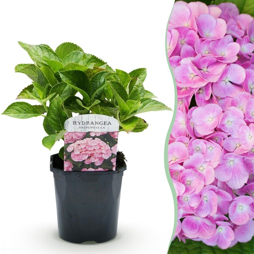 "Hortensie - Hydrangea macrophylla Pink - Rosa Blüten - 1 Pflanze - Laubabwerfend - Pflegeleicht - Topf 17cm Höhe 30cm image"