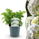 Hortensie - Hydrangea macrophylla Blau - Blüte Weiß - 1 Pflanze - Laubabwerfend - Wenig Pflege - Topf 17cm Höhe 30cm
