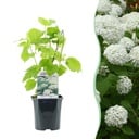 Rispenhortensie - Hydrangea arborescens Annabelle - weiße Blüte - 1 Pflanze - laubabwerfend - große Blüten - Topf 17cm Höhe 50cm