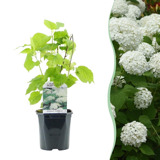 "Rispenhortensie - Hydrangea arborescens Annabelle - weiße Blüte - 1 Pflanze - laubabwerfend - große Blüten - Topf 17cm Höhe 50cm image"