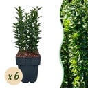 Heckenpflanzen - Euonymus japonica Green Spire - grünes Blatt - 6 Pflanzen - 1 laufender Meter - immergrün - Topf 17cm Höhe 40cm