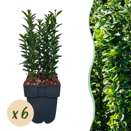 "Heckenpflanzen - Euonymus japonica Green Spire - grünes Blatt - 6 Pflanzen - 1 laufender Meter - immergrün - Topf 17cm Höhe 40cm image"