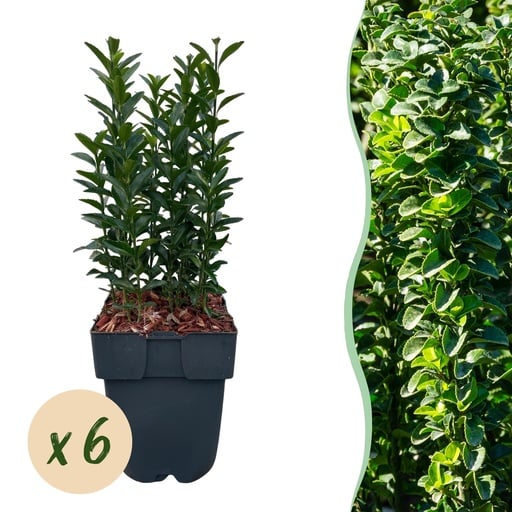 "Japanischer Spindelstrauch (Euonymus japonicus) – winterharter Strauch, Höhe ca. 17 cm image"