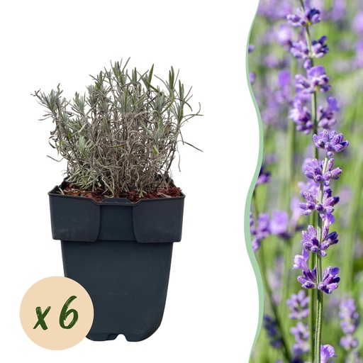 "Heckenpflanzen - Lavandula angustifolia Hidcote - graues Blatt - 6 Pflanzen - 1 laufender Meter - immergrün - Topf 17cm Höhe 30cm image"