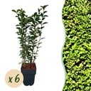 Heckenpflanzen - Ligustrum ovalifolium - grünes Blatt - 6 Pflanzen - 1 laufender Meter - immergrün - Topf 17cm Höhe 55cm
