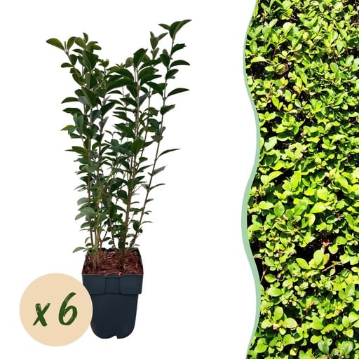 "Hecken-Liguster (Ligustrum ovalifolium) – winterharter Heckenstrauch, Höhe ca. 17 cm image"