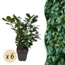Heckenpflanzen - Prunus laurocerasus Etna - grüne Blätter - 6 Pflanzen - 1 laufender Meter - immergrün - Topf 17 cm, Höhe 50 cm