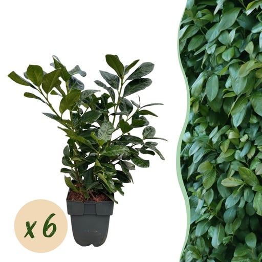 "Heckenpflanzen - Prunus laurocerasus Etna - grüne Blätter - 6 Pflanzen - 1 laufender Meter - immergrün - Topf 17 cm, Höhe 50 cm image"