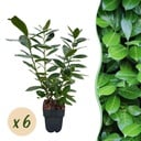 Heckenpflanzen - Prunus laurocerasus Novita - grüne Blätter - 6 Pflanzen - 1 laufender Meter - immergrün - Topf 17 cm, Höhe 50 cm