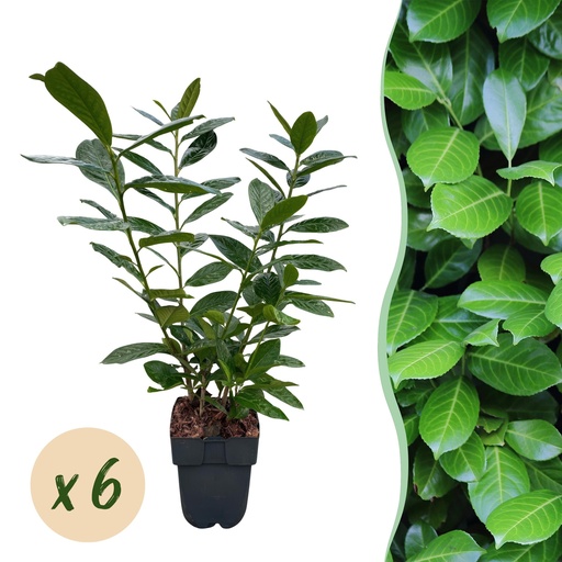 "Heckenpflanzen - Prunus laurocerasus Novita - grüne Blätter - 6 Pflanzen - 1 laufender Meter - immergrün - Topf 17 cm, Höhe 50 cm image"