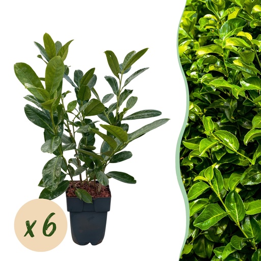 "Heckenpflanzen - Prunus laurocerasus Rotundifolia - grüne Blätter - 6 Pflanzen - 1 laufender Meter - immergrün - Topf 17 cm, Höhe 50 cm image"