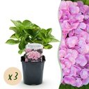 Hortensie - Hydrangea macrophylla 'Rosa' - Blüten in Rosa - 3 Pflanzen - 1 m² - Laubabwerfend - Pflegeleicht - Topf 17 cm, Höhe 30 cm