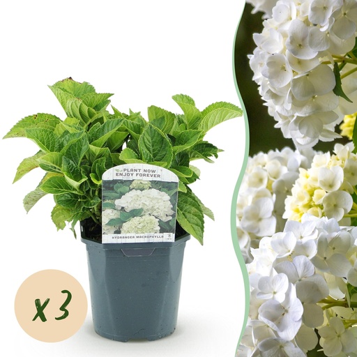 "Hortensie - Hydrangea macrophylla 'Weiß' - Blüten in Weiß - 3 Pflanzen - 1 m² - Laubabwerfend - Pflegeleicht - Topf 17 cm, Höhe 30 cm image"