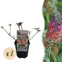 Schmetterlingsflieder - Buddleja davidii 'Flower Power' - Blüten Orange-Lila - 3 Pflanzen - 1 m² - Laubabwerfend - Schmetterlingsmagnet - Topf 17 cm, Höhe 30 cm