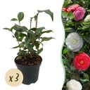 Sträucher - Kamelie 'Tricolour' - Blüten in Rosa, Weiß und Rot - 3 Pflanzen - 1 m² - Immergrün - Topf 15 cm, Höhe 30 cm