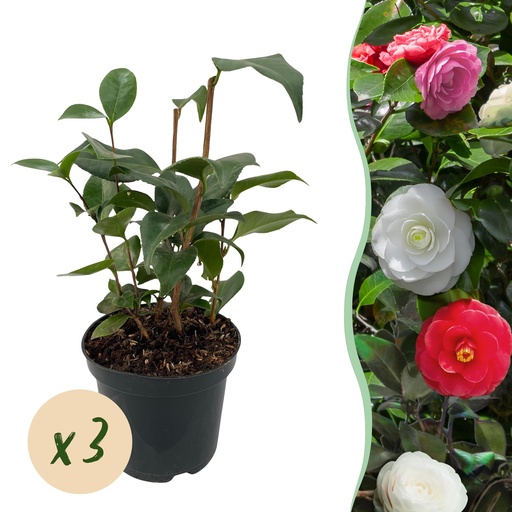 "Sträucher - Kamelie 'Tricolour' - Blüten in Rosa, Weiß und Rot - 3 Pflanzen - 1 m² - Immergrün - Topf 15 cm, Höhe 30 cm image"